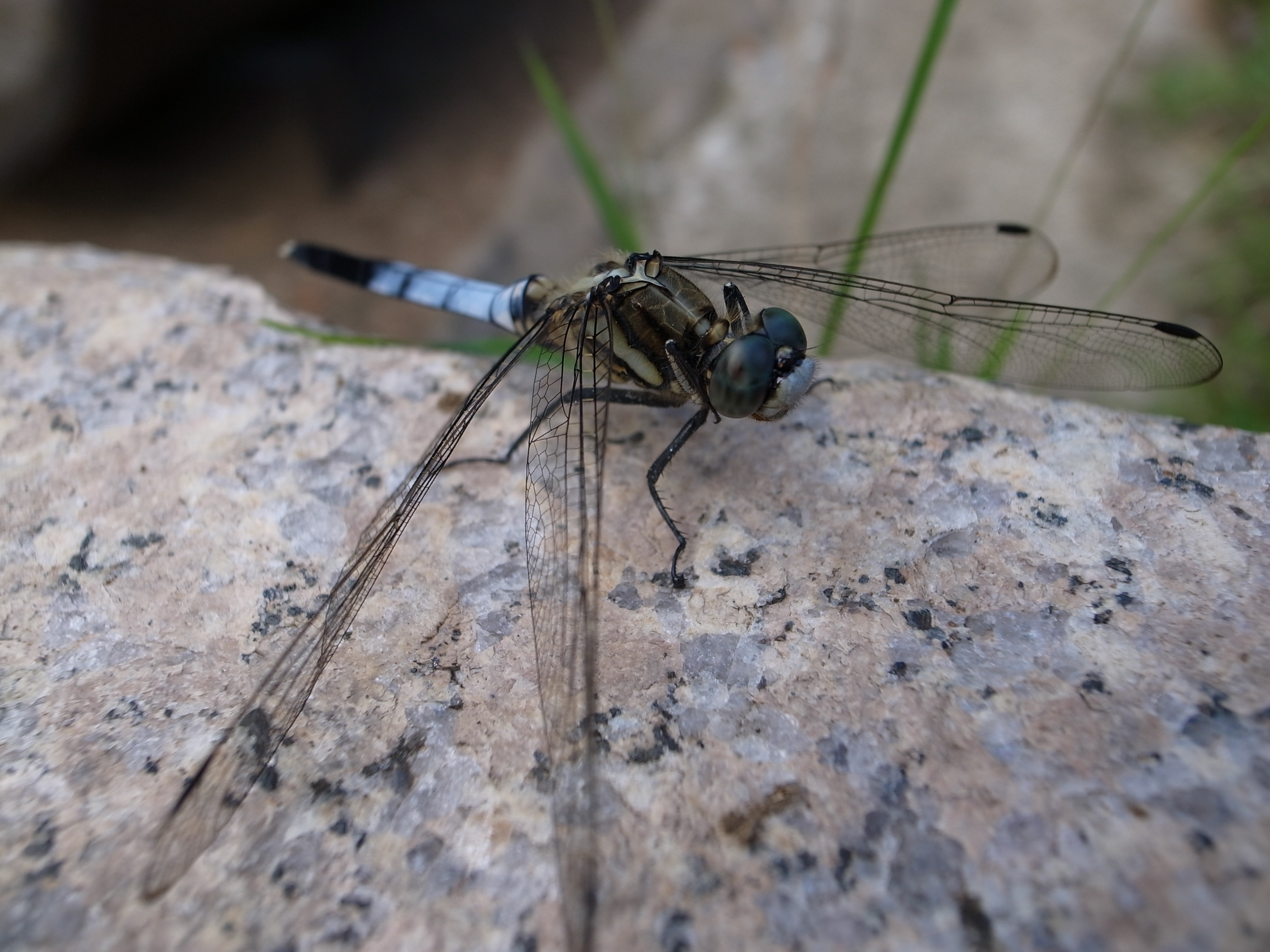 GR DIGITAL III / 3,648�~2,736 / 1/350�b / F2.5 / 0EV / ISO64 / �v���O�����i�}�N���j / WB:�I�[�g / 6mm
