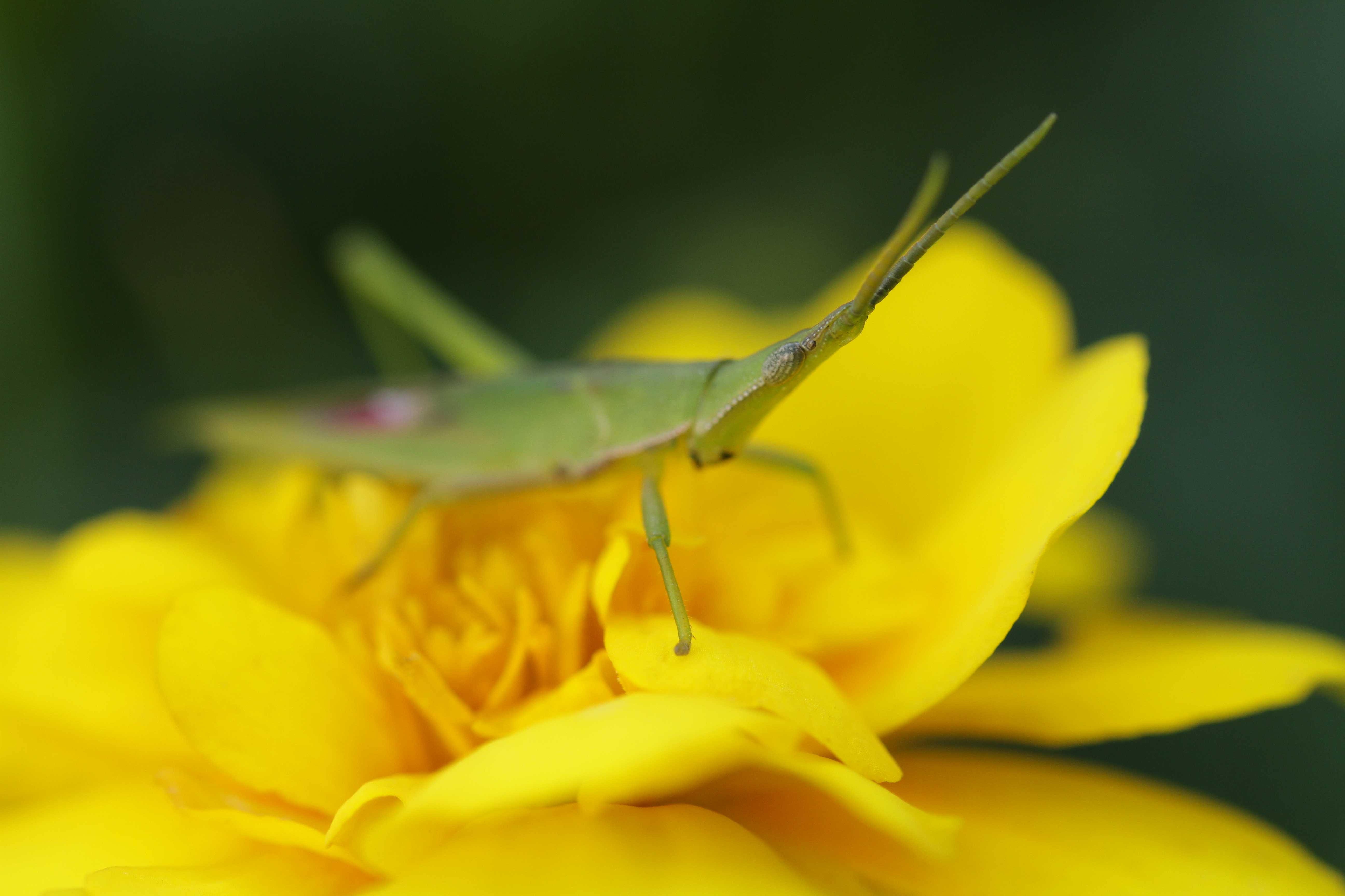 EOS 7D / EF 100mm F2.8 L Macro IS USM / 5,184�~3,456 / 1/200�b / F4 / 0EV / ISO400 / �i��D��AE / WB:�I�[�g / 100mm