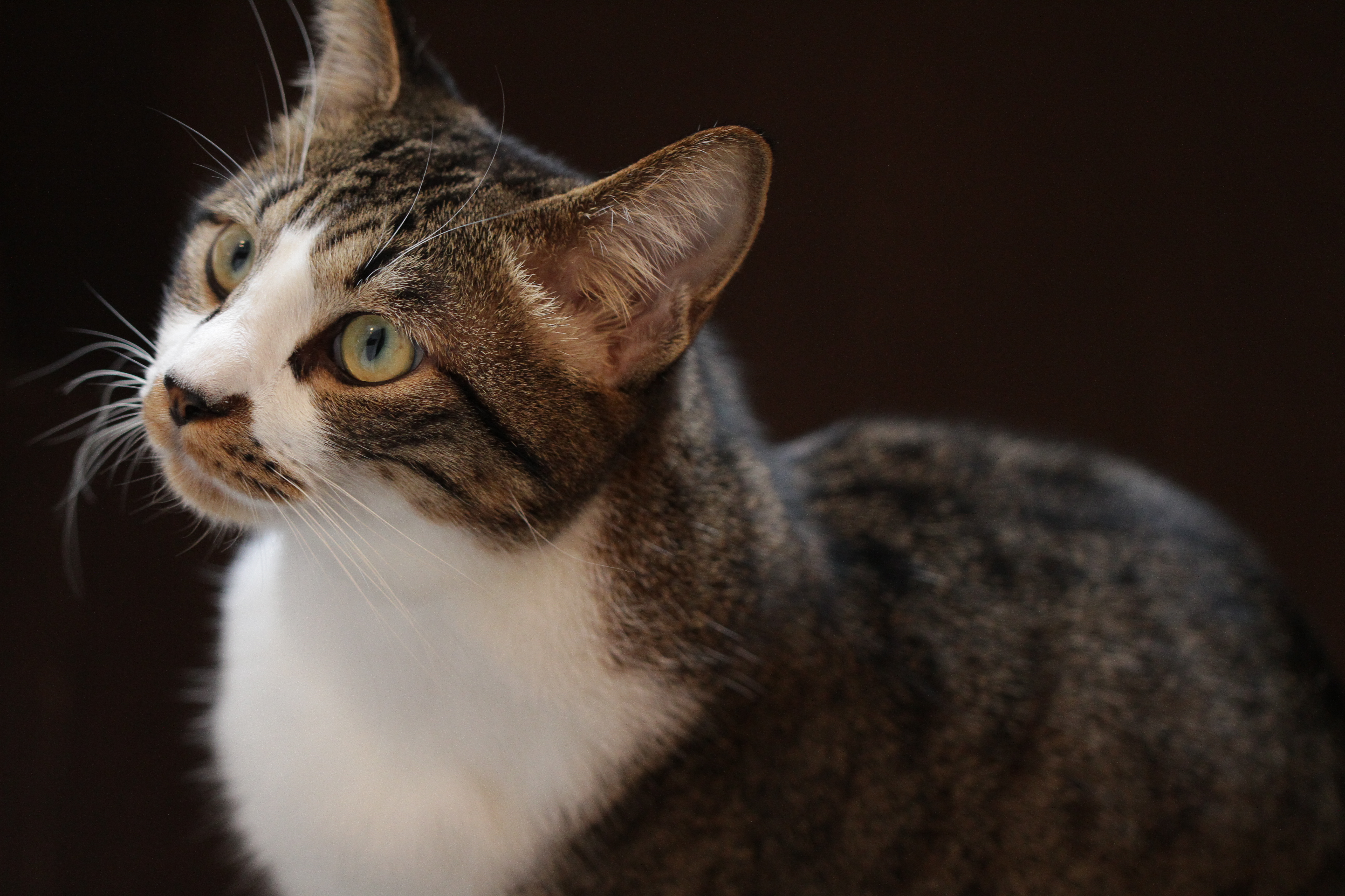 EOS 7D / EF 100mm F2.8 L Macro IS USM / 5,184�~3,456 / 1/125�b / F2.8 / 0EV / ISO1600 / �}�j���A���I�o / WB:�I�[�g / 100mmCatCafe Prince�i���k��j