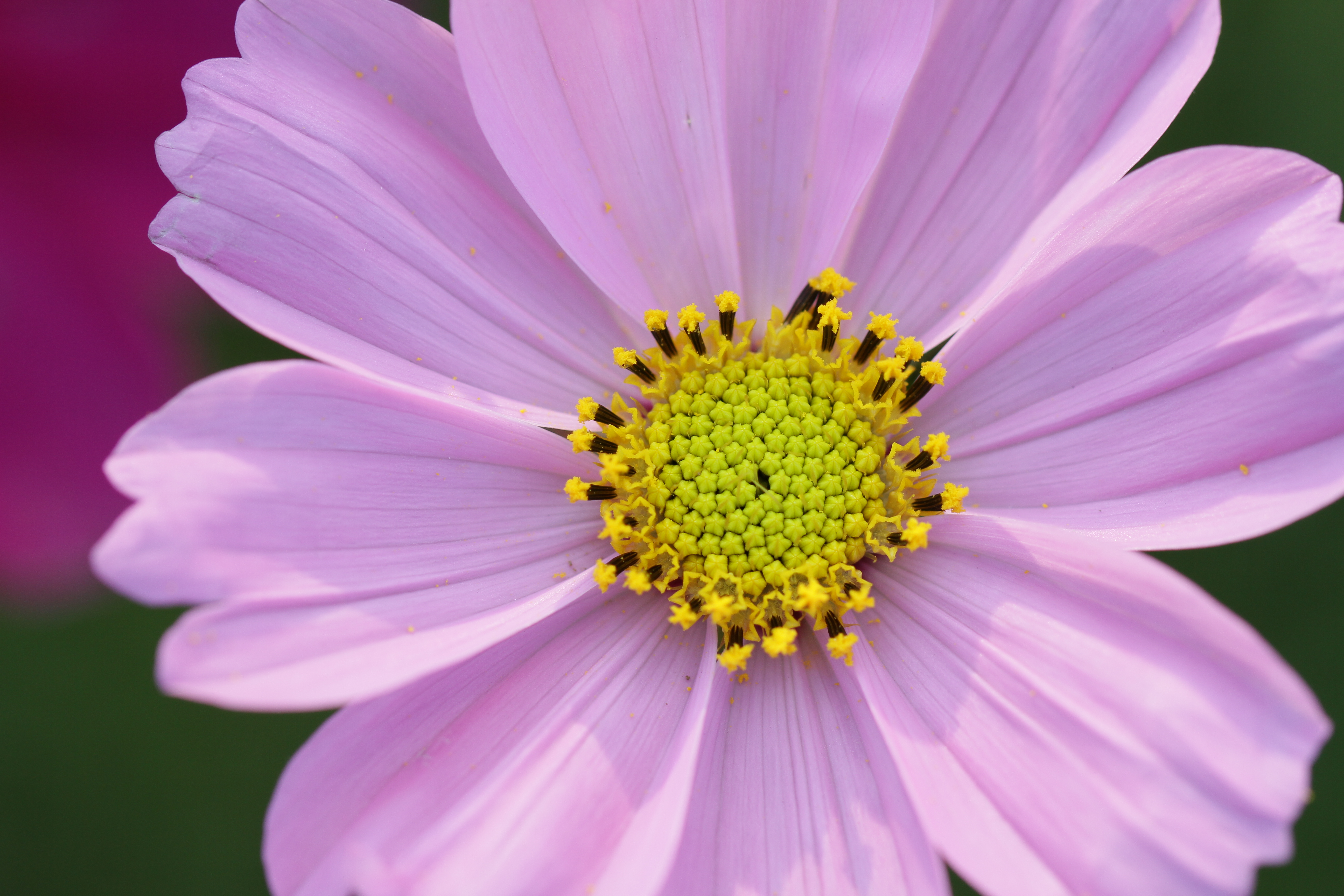 EOS 7D / EF 100mm F2.8 L Macro IS USM / 5,184�~3,456 / 1/160�b / F4 / +1.3EV / ISO200 / �i��D��AE / WB:�I�[�g / 100mm