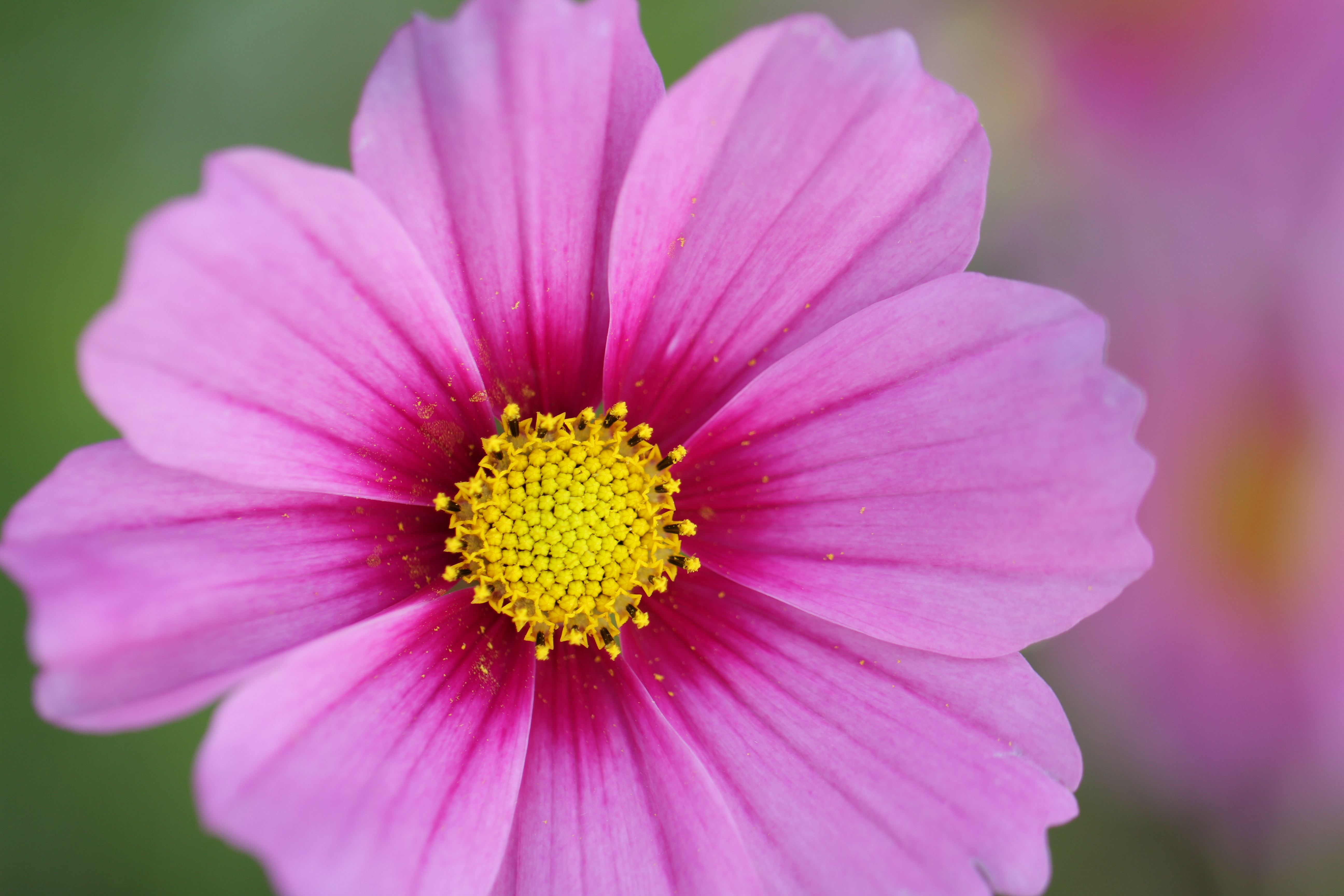 EOS 7D / EF 100mm F2.8 L Macro IS USM / 3,456�~5,184 / 1/250�b / F2.8 / +1EV / ISO200 / �i��D��AE / WB:�I�[�g / 100mm