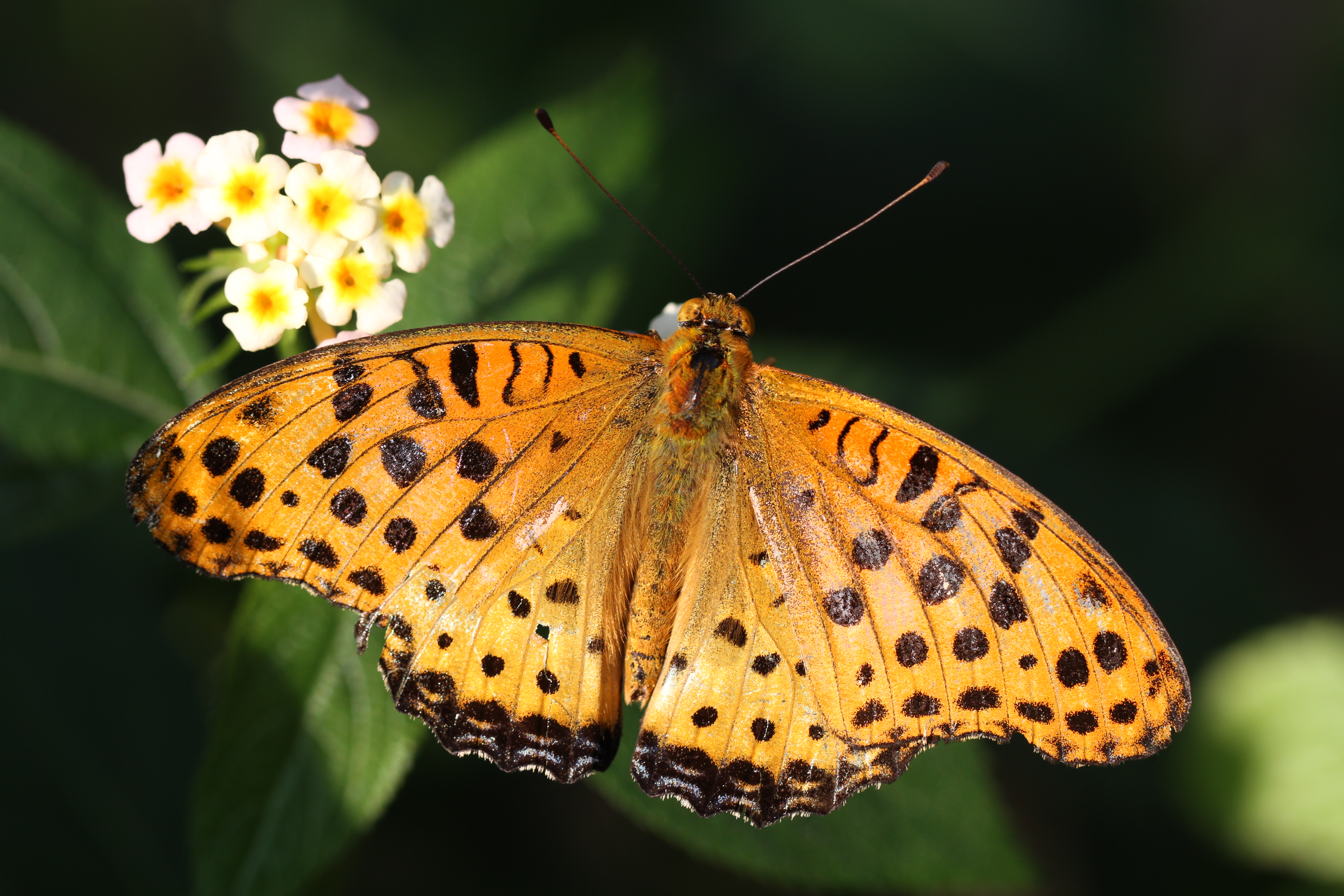 EOS 7D / EF 100mm F2.8 L Macro IS USM / 5,184�~3,456 / 1/400�b / F5 / 0EV / ISO200 / �i��D��AE / WB:�I�[�g / 100mm�����s������������