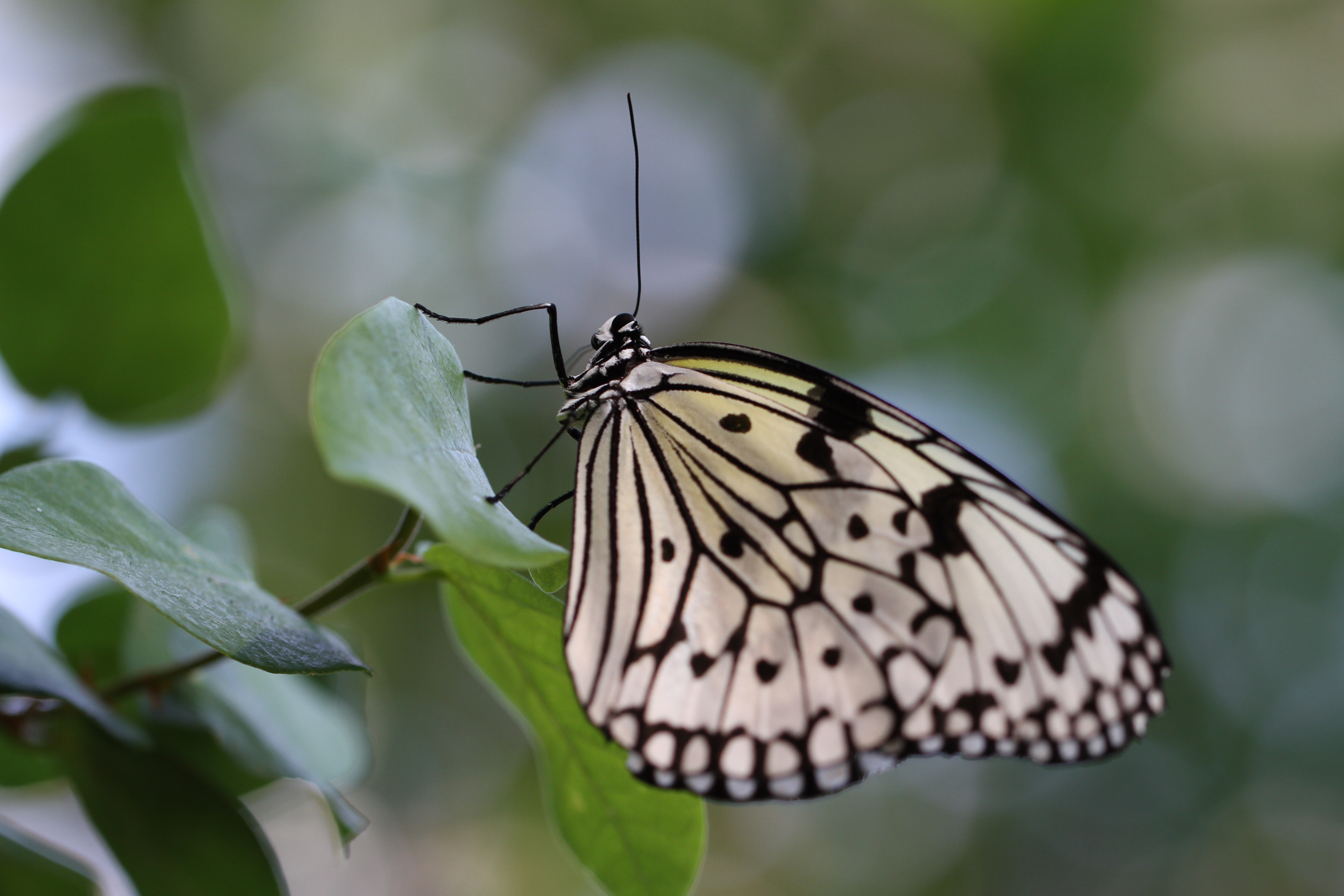 EOS 7D / EF 100mm F2.8 L Macro IS USM / 5,184�~3,456 / 1/320�b / F4 / +0.3EV / ISO250 / �i��D��AE / WB:�I�[�g / 100mm�����s������������