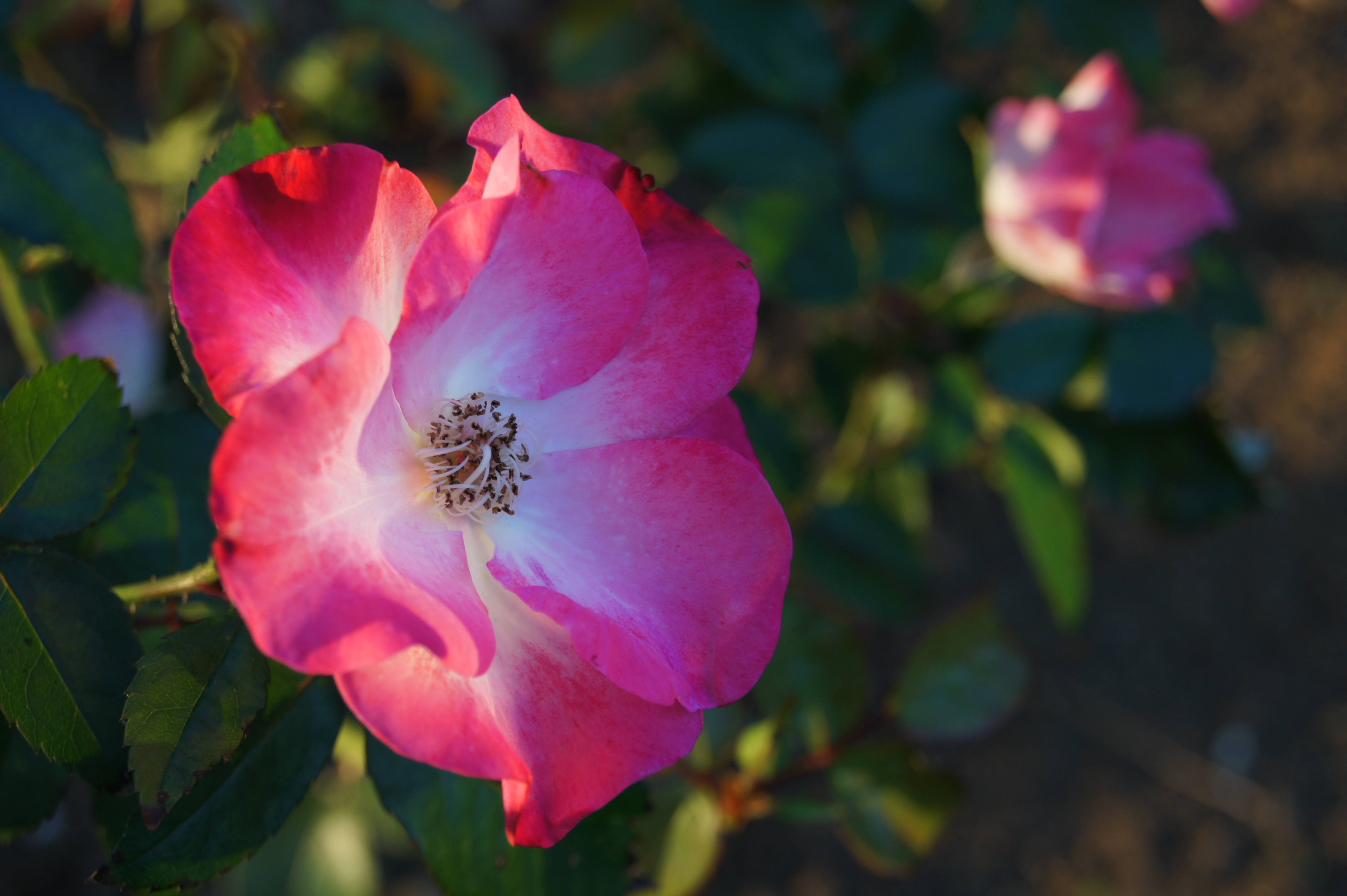 D�����W�I�v�e�B�}�C�U�[�iAUTO�j��550 / DT 18-55mm F3.5-5.6 SAM / ��3.2MB / 4,592�~3,056 / 1/100�b / F7.1 / 0EV / ISO200 / WB:�I�[�g / 55mm