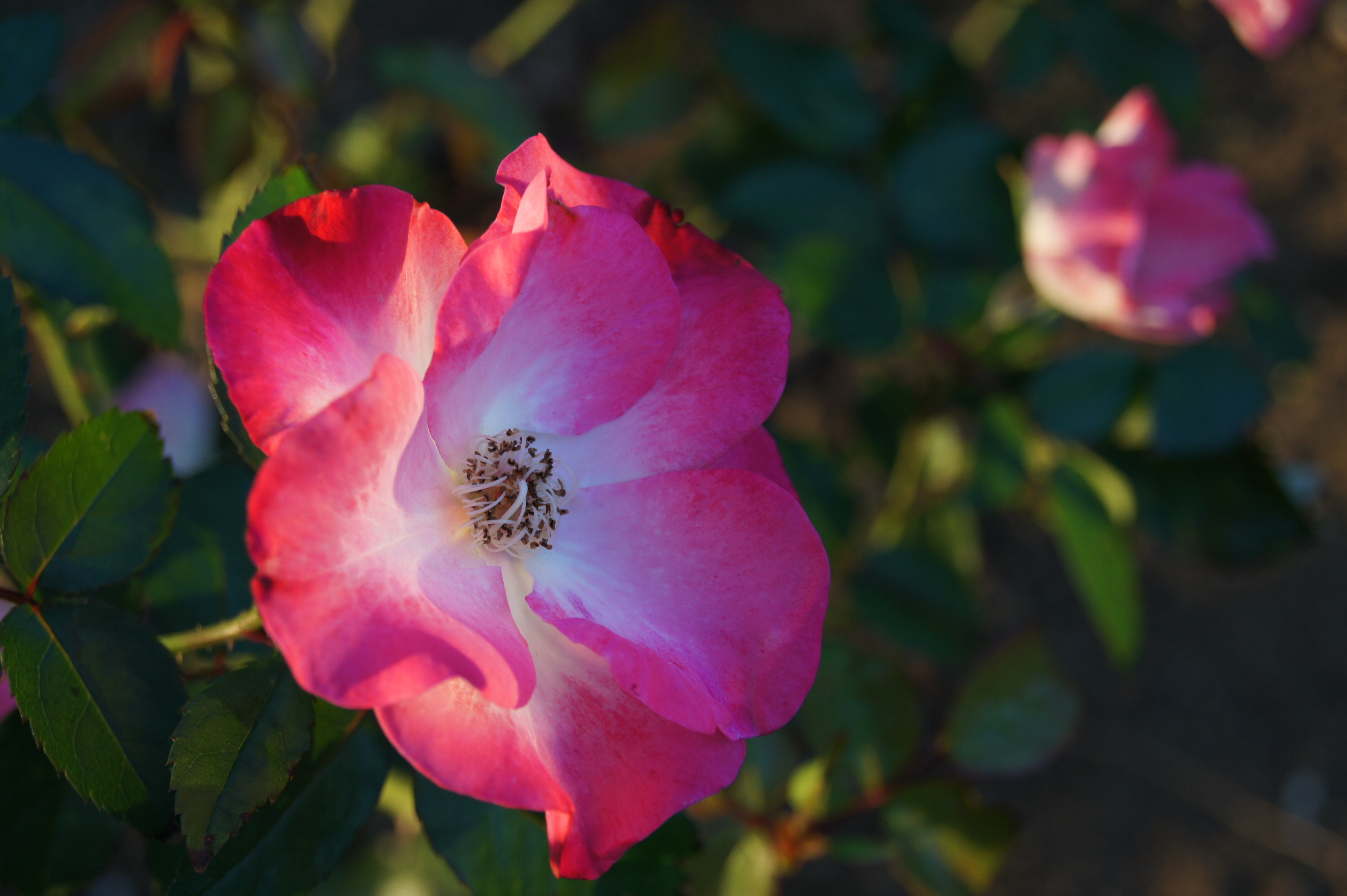 �W����550 / DT 18-55mm F3.5-5.6 SAM / ��3.2MB / 4,592�~3,056 / 1/100�b / F7.1 / 0EV / ISO200 / WB:�I�[�g / 55mm