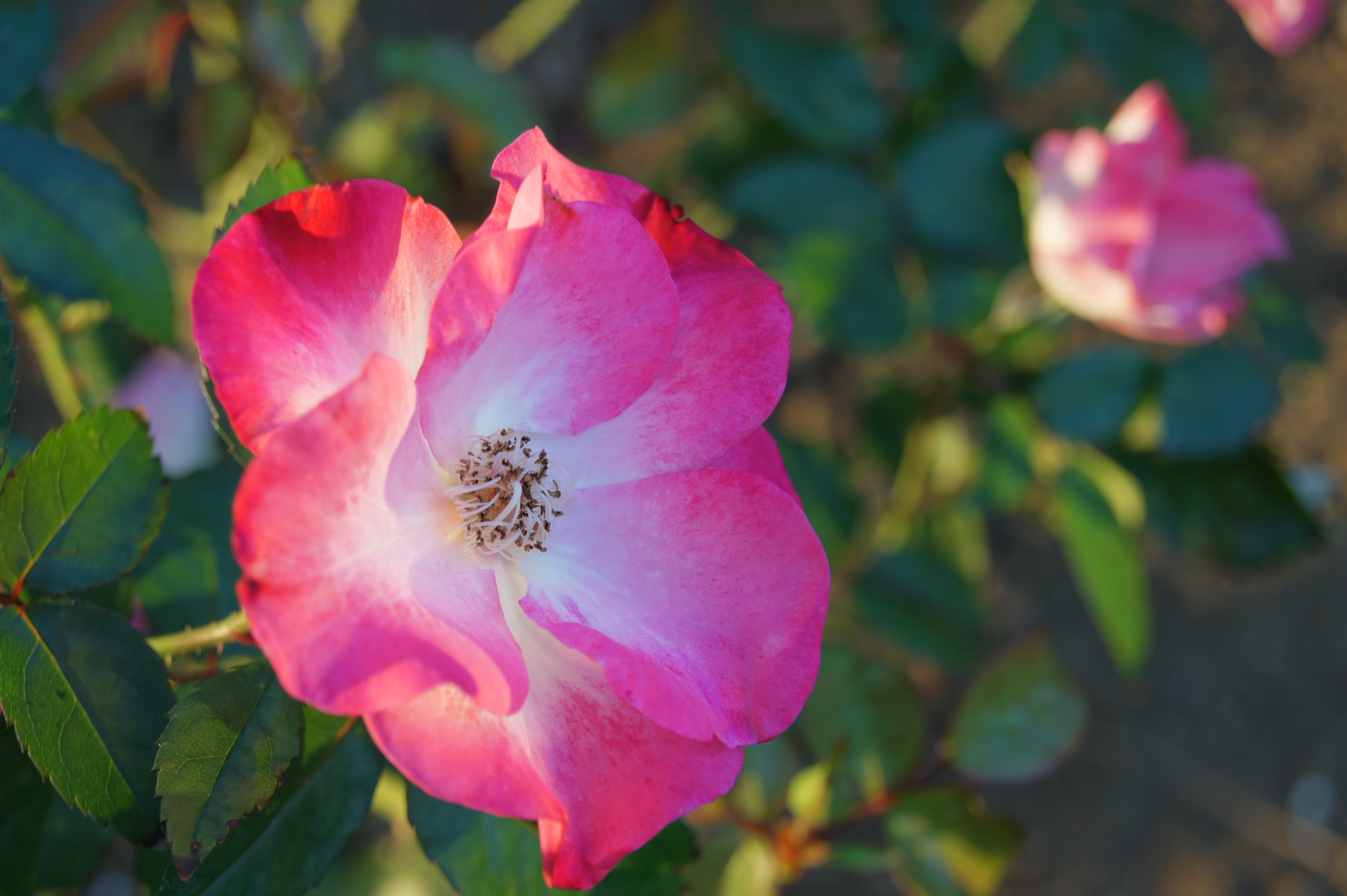 �I�[�gHDR�iAUTO�j��550 / DT 18-55mm F3.5-5.6 SAM / ��2.9MB / 4,592�~3,056 / 1/100�b / F6.3 / 0EV / ISO200 / WB:�I�[�g / 55mm