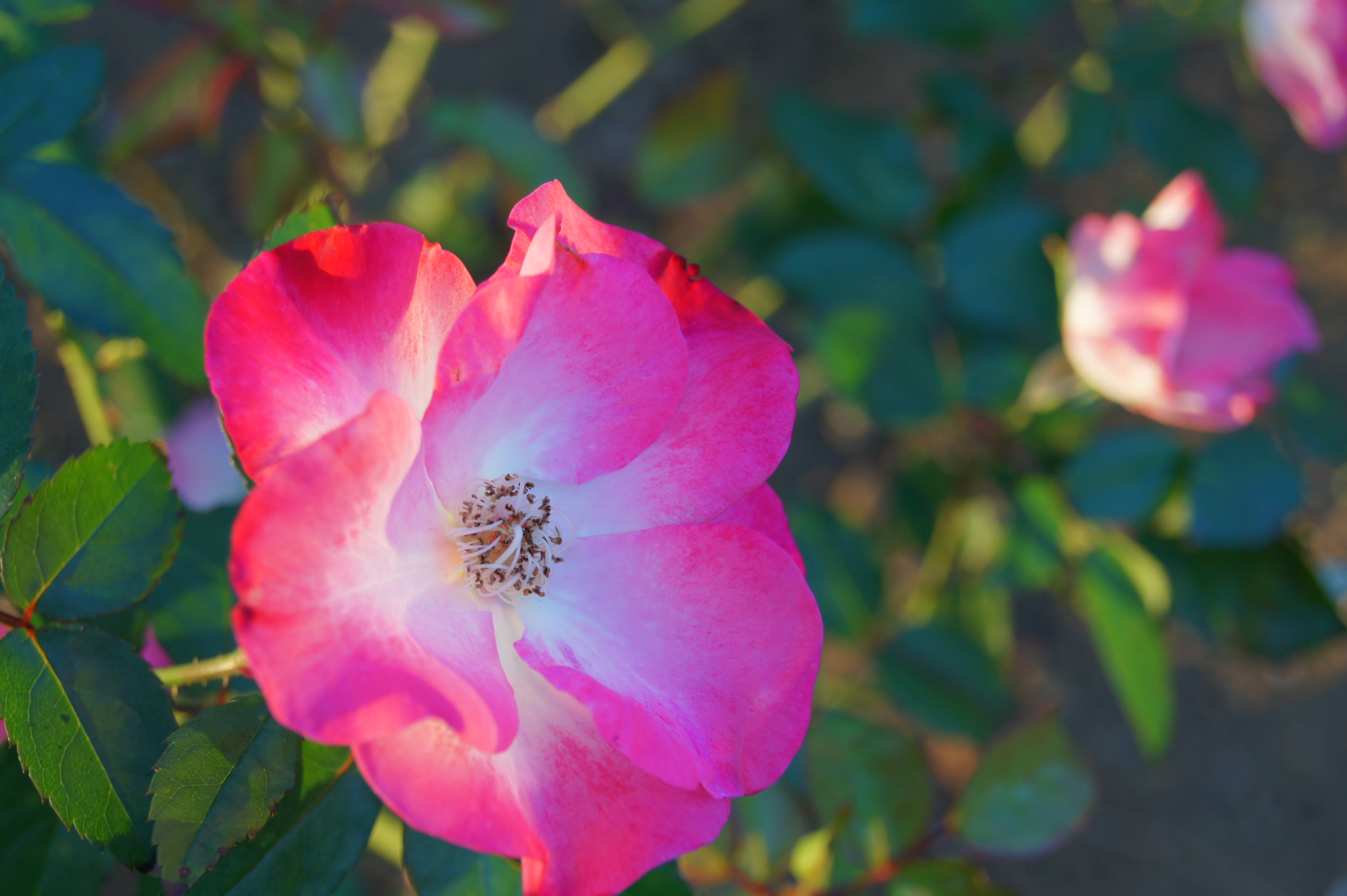 D�����W�I�v�e�B�}�C�U�[�iLv.3�j��550 / DT 18-55mm F3.5-5.6 SAM / ��3.8MB / 4,592�~3,056 / 1/100�b / F7.1 / 0EV / ISO200 / WB:�I�[�g / 55mm