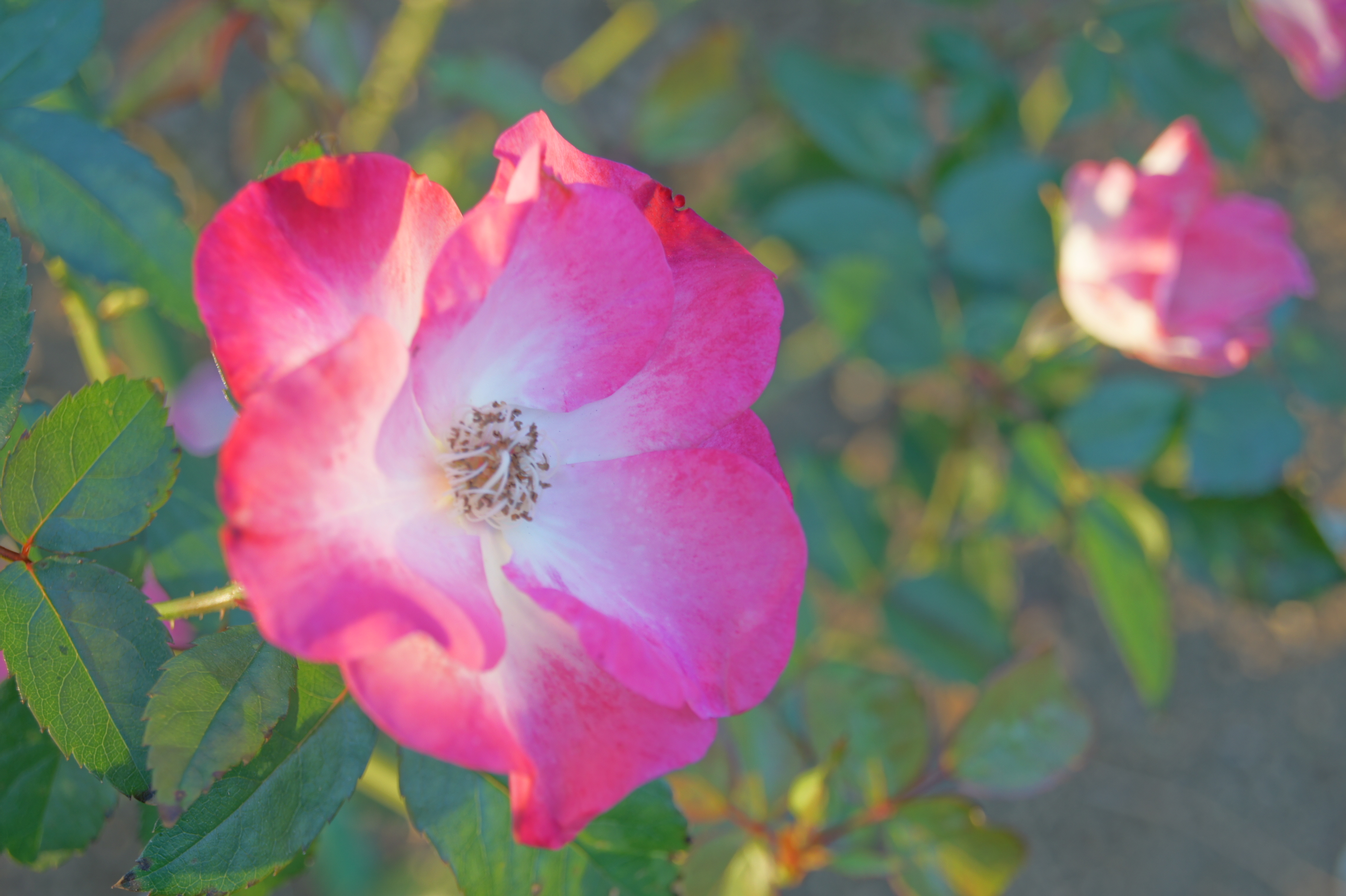 �I�[�gHDR�i3EV�j��550 / DT 18-55mm F3.5-5.6 SAM / ��2.9MB / 4,592�~3,056 / 1/100�b / F6.3 / 0EV / ISO200 / WB:�I�[�g / 55mm
