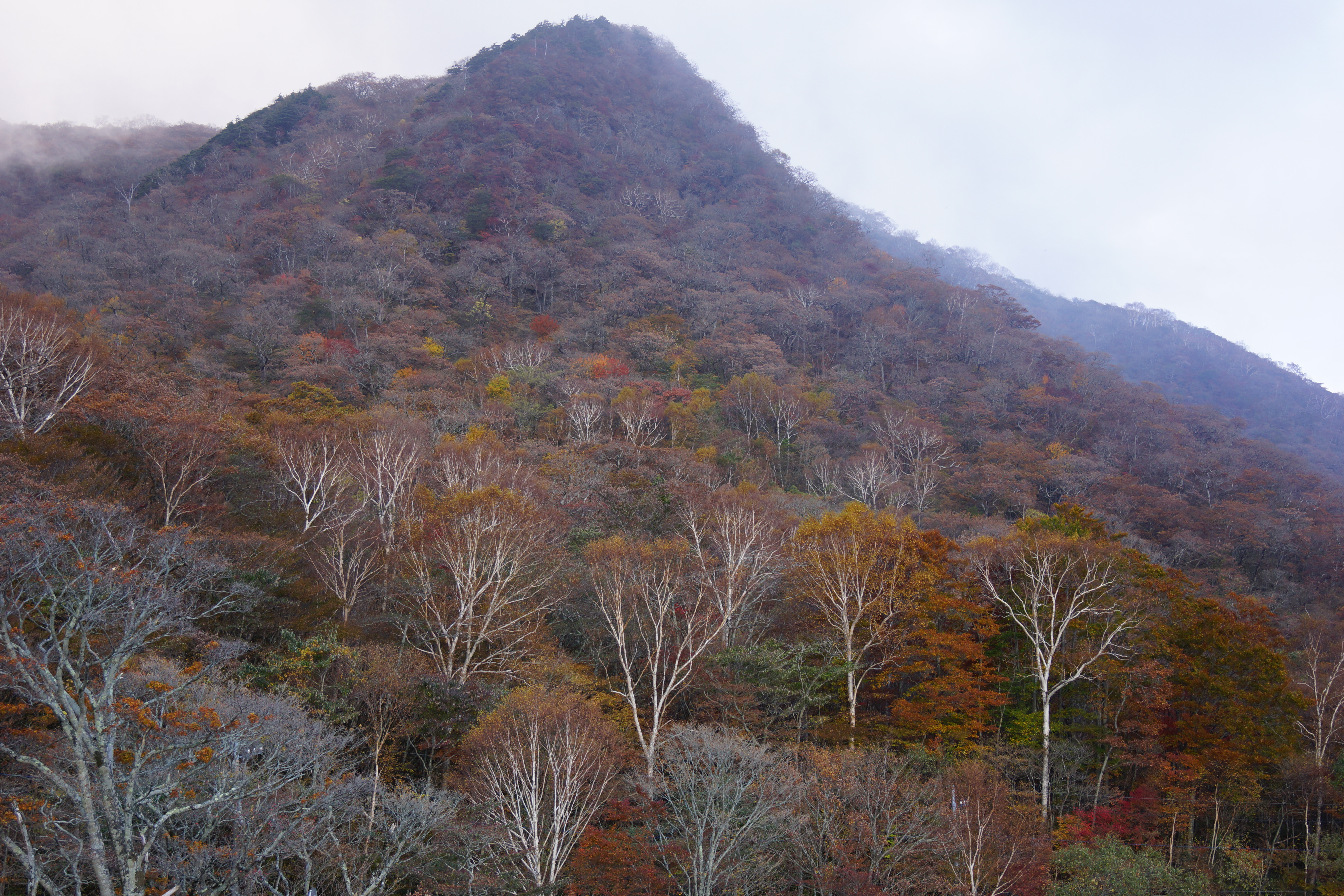 ��65 / DT 18-55mm F3.5-5.6 SAM / ��10.2MB / 6,000�~4,000 / 1/60�b / F5 / -0.3EV / ISO100 / 35mm
