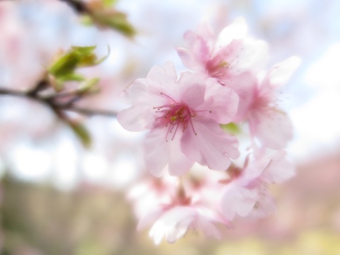 G!X-MkII / F2 / 1/500 / +1.3EV / ISO100 / 12.5mm