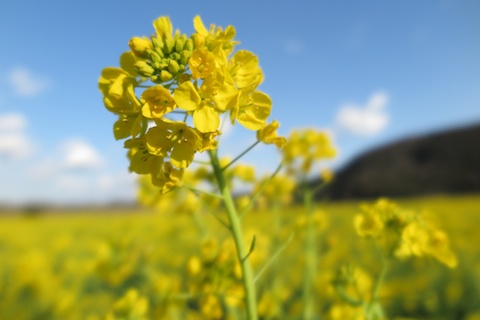 G1X-MkII / F2.2 / 1/2,000 / +0.7EV / ISO100 / 12.5mm