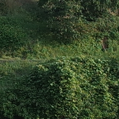 36.jpg