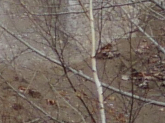 009_s.jpg