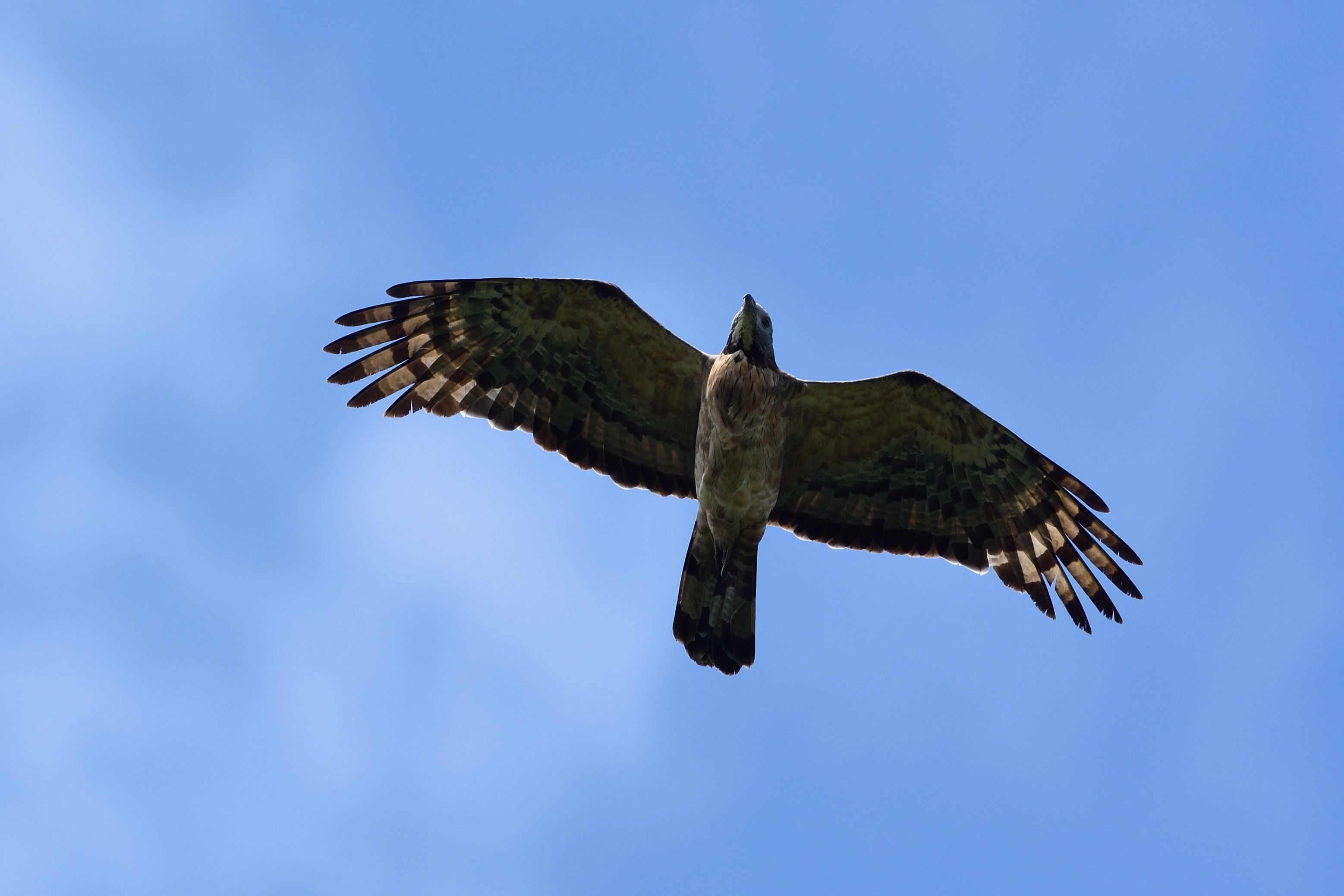 鷹 特別企画：野鳥撮影のビッグイベント 白樺峠「タカの渡り」撮影記