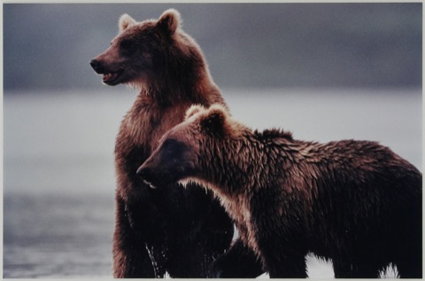 BEAR 岡田昇 写真集 岡田昇写真展「BEAR 火と水の国カムチャツカの生命」 - デジカメ