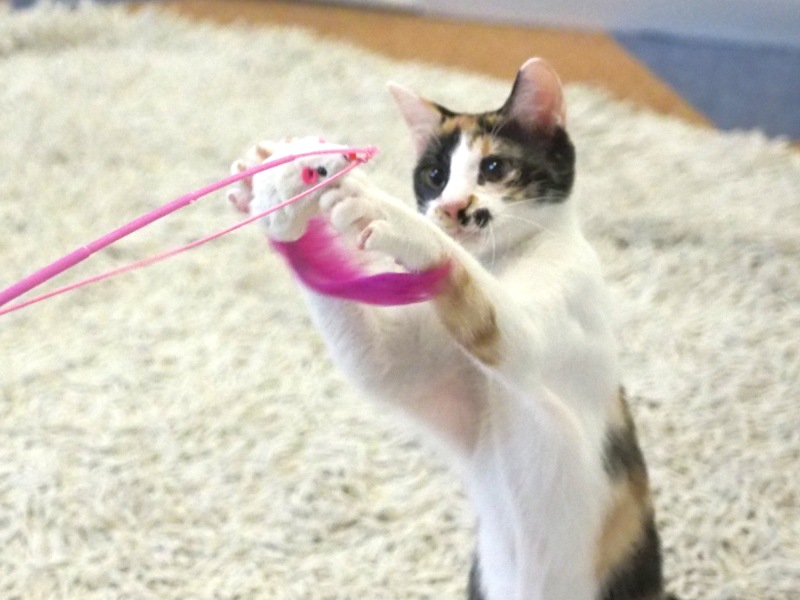 ピンクの猫 Kawasaki タンク 黒/ピンク KAWASAKI Ninja ZX-6 ZX636FDF ABS 2013