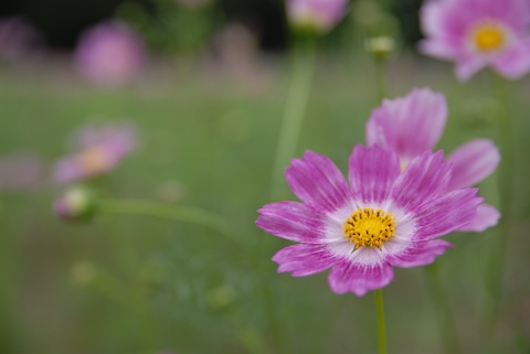 SIGMA 18-50mm F2.8 EX DC MACRO ペンタックス用