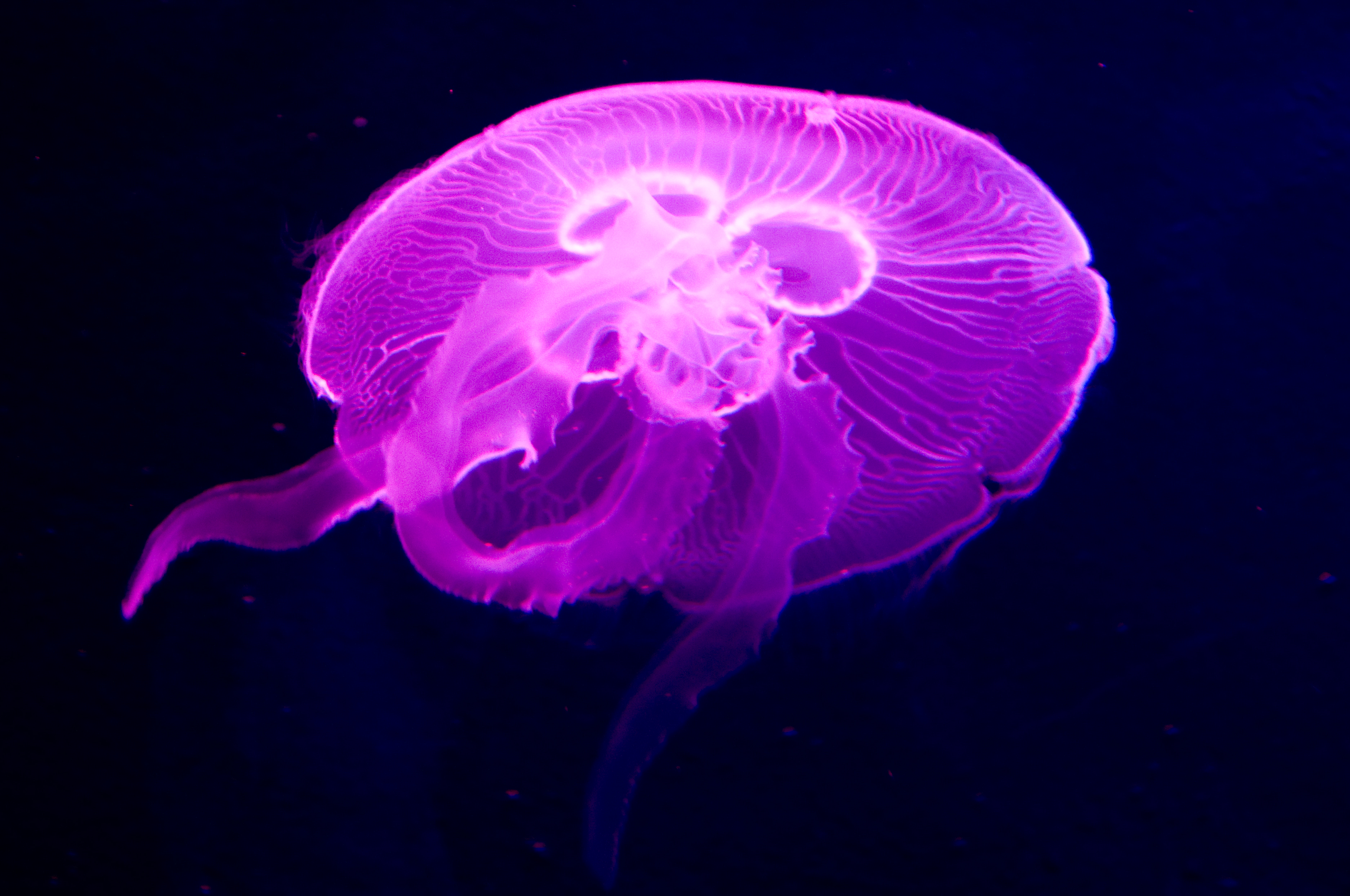 拡大画像 水咲 奈々の女子カメレッスン Lesson 12 水族館でゆったり漂うクラゲを撮る 女子カメ Watch