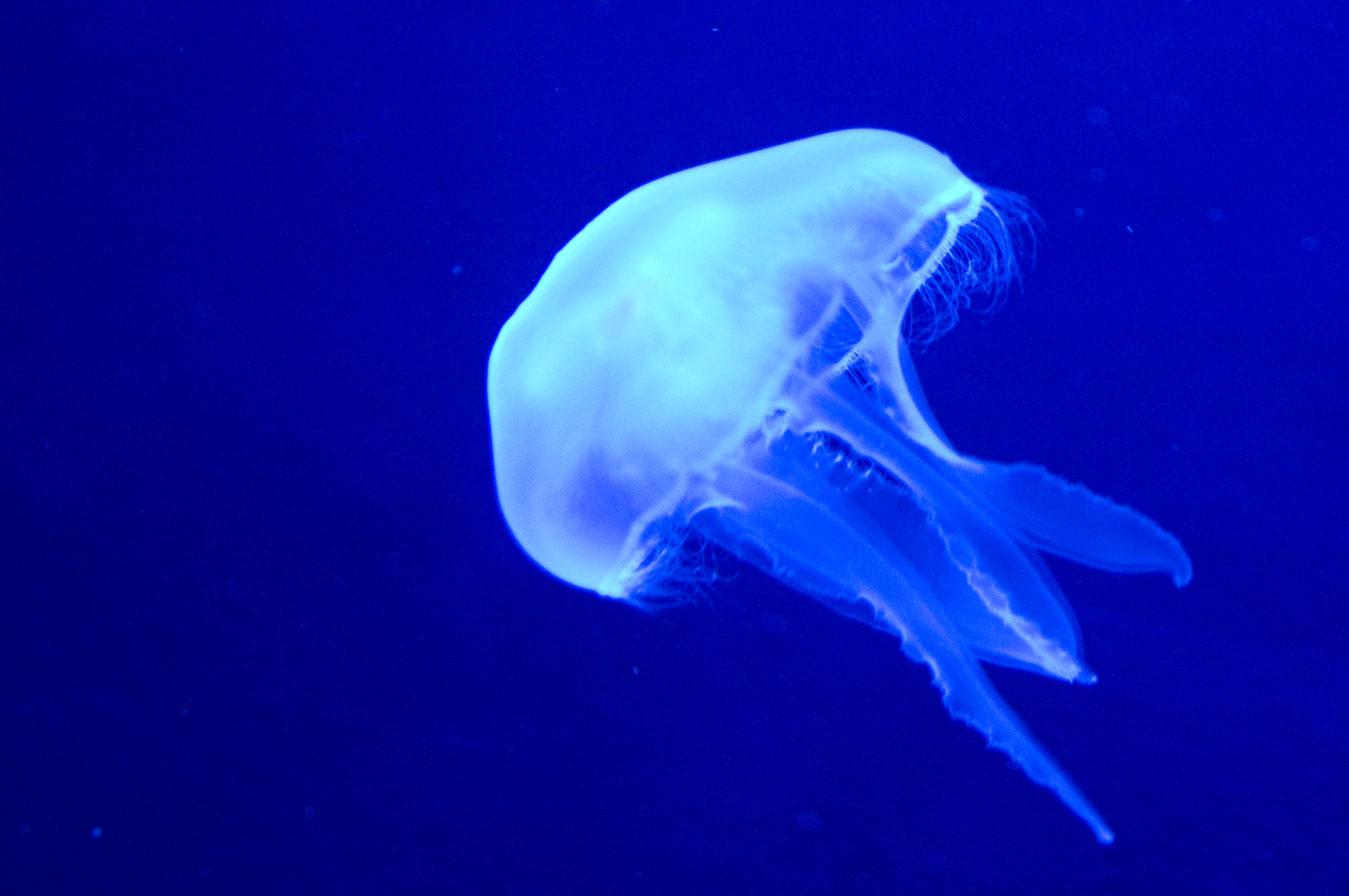 ちょうど水槽を真横に移動しているクラゲがいたので動きに合わせてカメラを進行方向に振りながら撮影。ブレないように気を付けて撮りましょう。