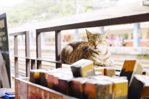 イベント告知 フォトグラファー ミゾタユキ先生と行く 猫カフェ 猫村ツアー In 台湾 デジカメ Watch