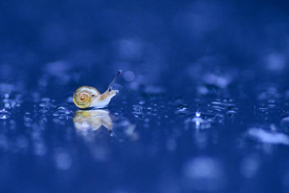 これが写真投稿 写真共有サイト Ganref の優秀作品だ 梅雨の季節に撮りたい 美しい雨の景色を紹介 デジカメ Watch