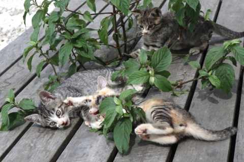 カメラ旅女の全国ネコ島めぐり】ここが東京!? 猫のいる宿からはじまる 
