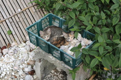 カメラ旅女の全国ネコ島めぐり】ここが東京!? 猫のいる宿からはじまる 