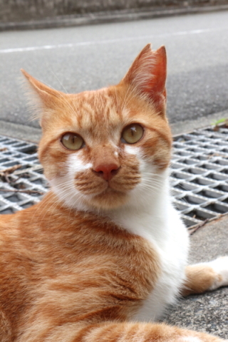 カメラ旅女の全国ネコ島めぐり】ここが東京!? 猫のいる宿からはじまる 