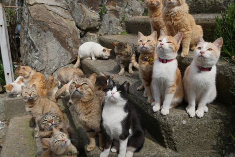 カメラ旅女の全国ネコ島めぐり 日本一の猫の楽園 秘境 青島 へ 遠い道のりの末に猫にまみれる 青島 前半 デジカメ Watch