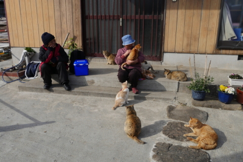 カメラ旅女の全国ネコ島めぐり なかなか行けない猫の楽園で 猫と人の愛おしい関係に出会う 青島 後半 デジカメ Watch