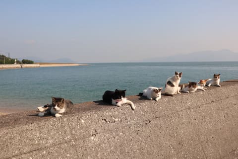 カメラ旅女の全国ネコ島めぐり 猫の数が急増中 瀬戸内海の 訪れやすい猫の島 へ行く 佐栁島 前半 デジカメ Watch