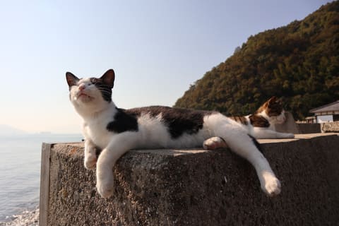カメラ旅女の全国ネコ島めぐり 猫の数が急増中 瀬戸内海の 訪れやすい猫の島 へ行く 佐栁島 前半 デジカメ Watch