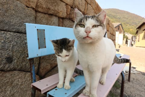 カメラ旅女の全国ネコ島めぐり 猫の数が急増中 瀬戸内海の 訪れやすい猫の島 へ行く 佐栁島 前半 デジカメ Watch