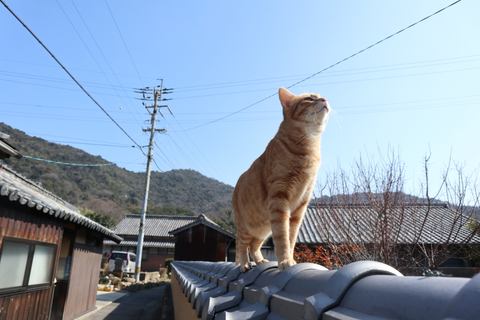 カメラ旅女の全国ネコ島めぐり 実は猫の多い 隠れネコ島 でネコ散歩についていく 讃岐広島 前半 デジカメ Watch