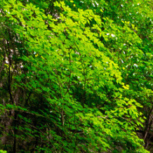 新緑のみずみずしい色を引き出す レタッチテクニック 18年5月号特集 人気写真家人の 3分レタッチ より抜粋 デジカメ Watch