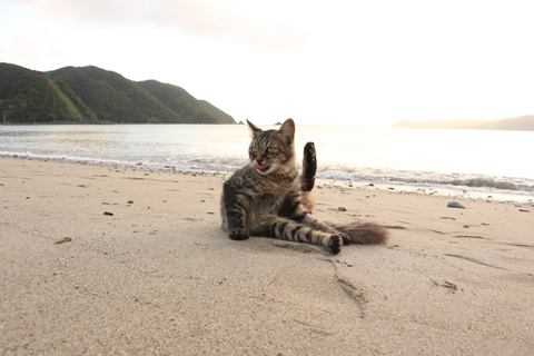 カメラ旅女の全国ネコ島めぐり 行けば行くほど猫に出会い 島に一歩踏み込む島歩き 加計呂麻島 後半 デジカメ Watch