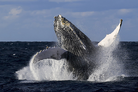 Mana 野元学写真展 Humpback Whale 東京都クジラの楽園 デジカメ Watch