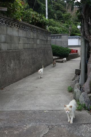 カメラ旅女の全国ネコ島めぐり 玄界灘の美しい小島で ツンデレ猫たちに翻弄される 姫島 前半 デジカメ Watch