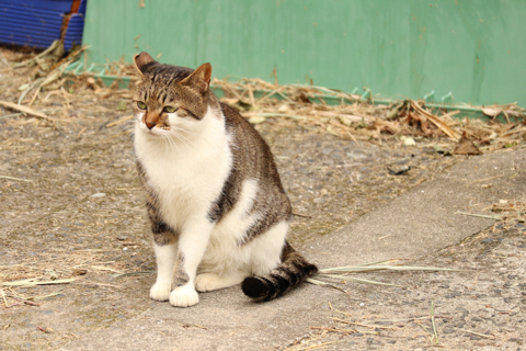 カメラ旅女の全国ネコ島めぐり】日本の秘島に暮らす猫が導いた、世界 