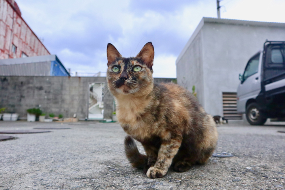 カメラ旅女の全国ネコ島めぐり 日本最西端 どぅなんちま 猫が暮らす国境の島を訪ねて 与那国島 前半 デジカメ Watch