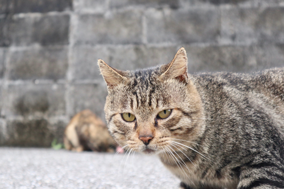 カメラ旅女の全国ネコ島めぐり 日本最西端 どぅなんちま 猫が暮らす