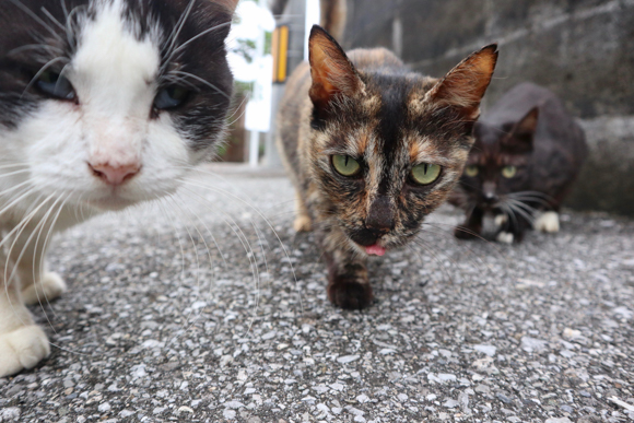 カメラ旅女の全国ネコ島めぐり 日本最西端 どぅなんちま 猫が暮らす