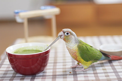 年週めくりカレンダー いんこ日和 なごみ猫 フォトコンテスト デジカメ Watch