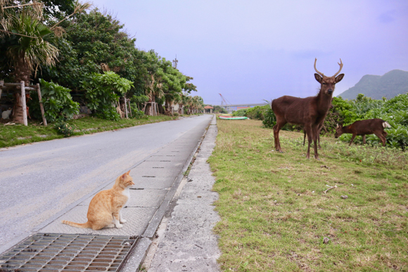 カメラ旅女の全国ネコ島めぐり ケラマブルーの島で ネコ シカ 人に出会う旅 阿嘉島 後半 デジカメ Watch