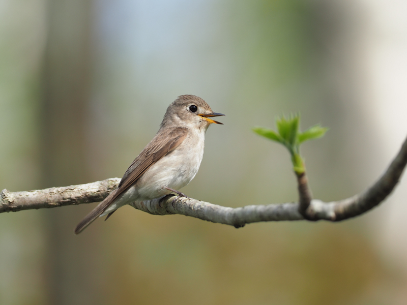夏鳥として渡来するコサメビタキ。森林内における撮影ではM.ZUIKO DIGITAL ED 300mm F4.0 IS PRO+テレコンバーター「MC-14」の機動力がいきる。相手が動かなければ1/30秒の手持ち撮影も楽勝だ(撮影:中野耕志)。<br><span class="fnt-85">OLYMPUS OM-D E-M1 Mark II / M.ZUIKO DIGITAL ED 300mm F4.0 IS PRO+M.ZUIKO DIGITAL 1.4x Teleconverter MC-14 / 420mm(840mm相当) / 絞り優先AE(F5.6、1/250秒、+0.5EV) / ISO 200 / WB:晴天</span>