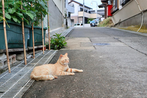 カメラ旅女の全国ネコ島めぐり カラフルな タコの島 で ネコと出会う旅 日間賀島 前半 デジカメ Watch