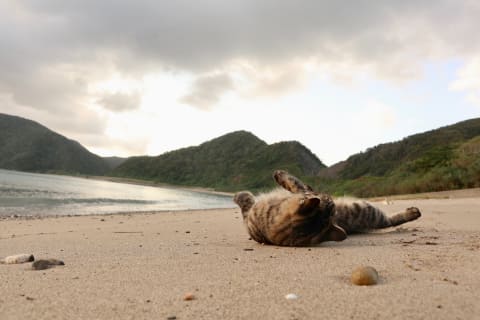 カメラ旅女の全国ネコ島めぐり 日本の島で暮らす幸せな猫を求めて 猫島あれこれ総集編 デジカメ Watch