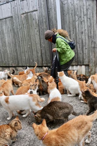 カメラ旅女の全国ネコ島めぐり 日本の島で暮らす幸せな猫を求めて 猫島あれこれ総集編 デジカメ Watch