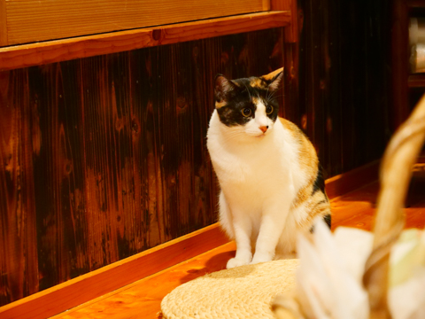 カメラ旅女の全国ネコ島めぐり 島旅がいっそう楽しくなる オススメの猫宿 猫宿あれこれ総集編 デジカメ Watch