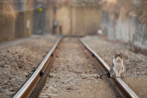 中井精也のエンジョイ鉄道ライフ「ジョイテツ！」：ねこのいる鉄道風景 